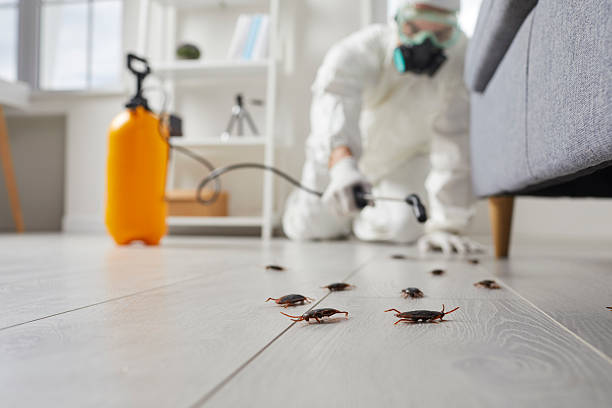 Post-Treatment Bed Bug Interceptor Monitoring in Le Claire